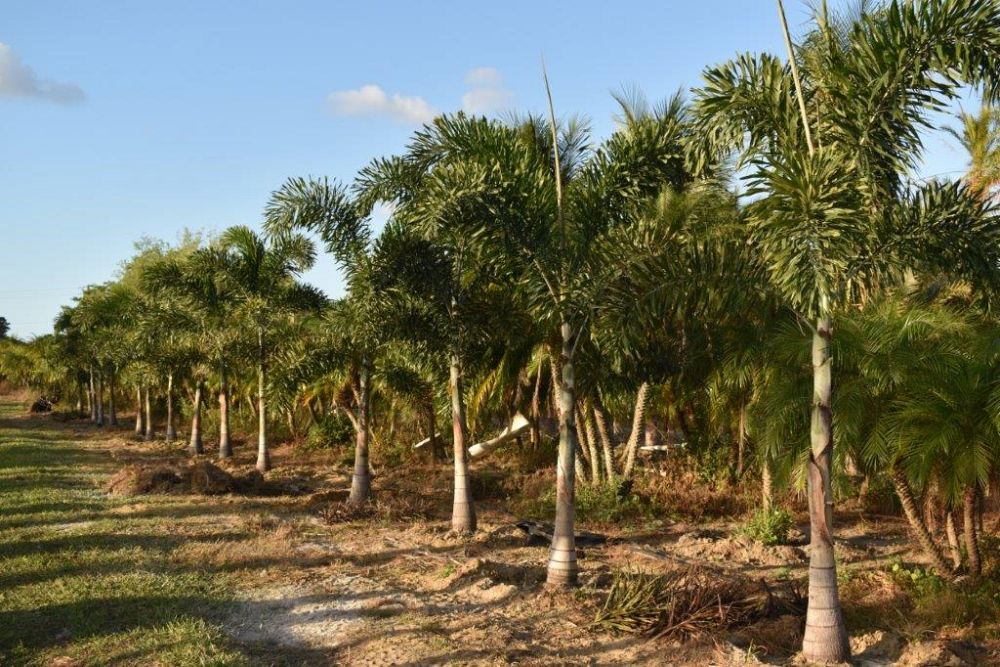 wodyetia-bifurcata-foxtail-palm