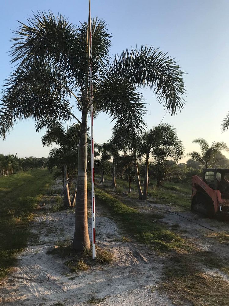 wodyetia-bifurcata-foxtail-palm