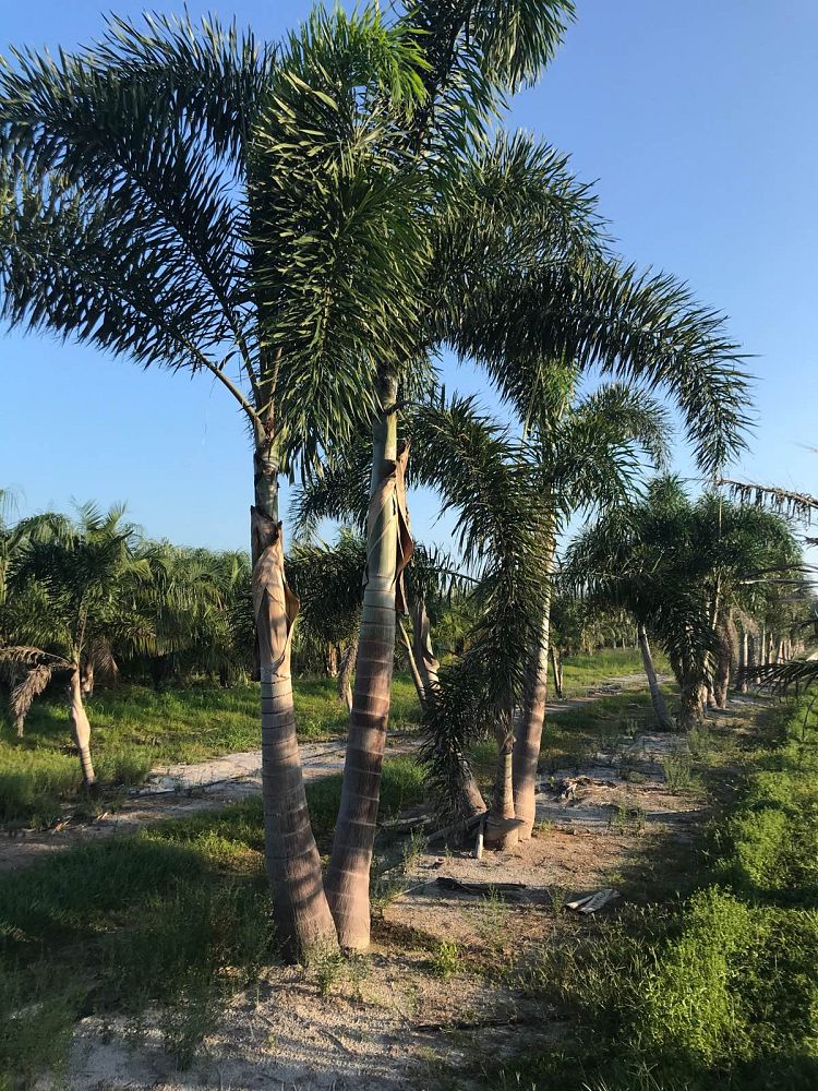wodyetia-bifurcata-foxtail-palm