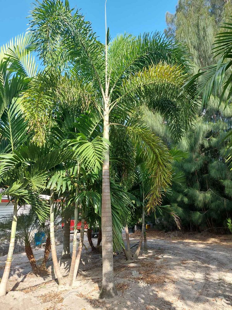 wodyetia-bifurcata-foxtail-palm