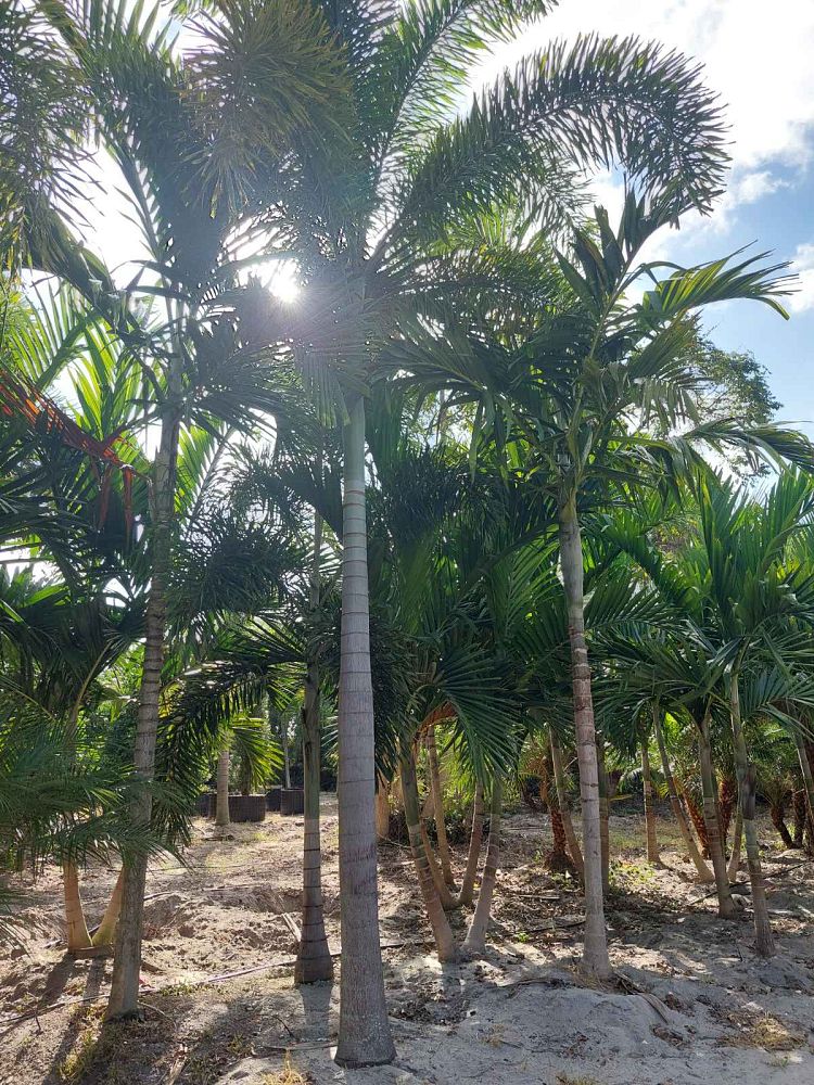 wodyetia-bifurcata-foxtail-palm