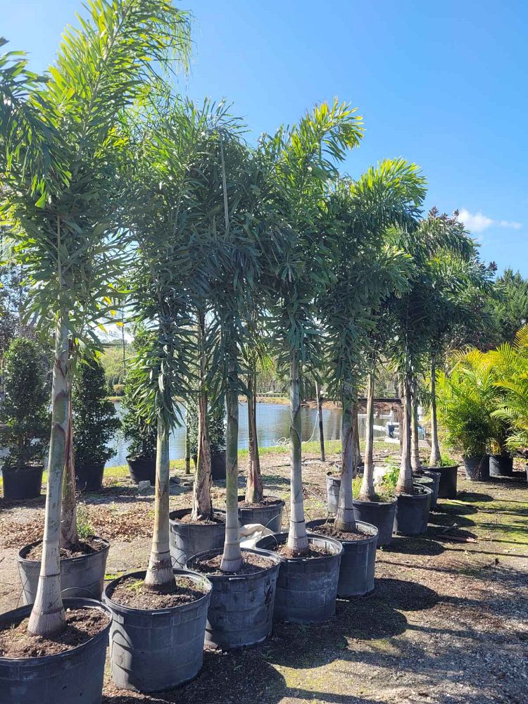wodyetia-bifurcata-foxtail-palm
