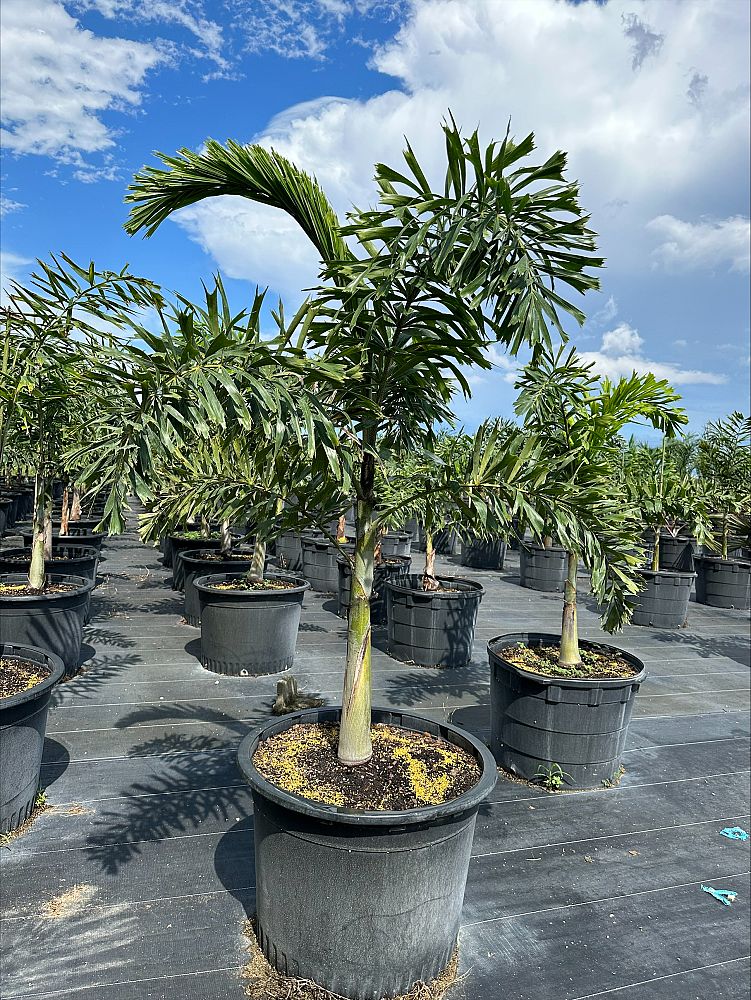 wodyetia-bifurcata-foxtail-palm