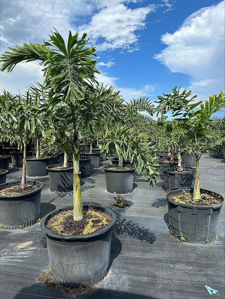wodyetia-bifurcata-foxtail-palm