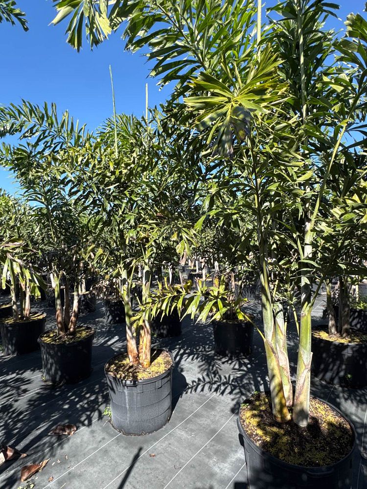 wodyetia-bifurcata-foxtail-palm