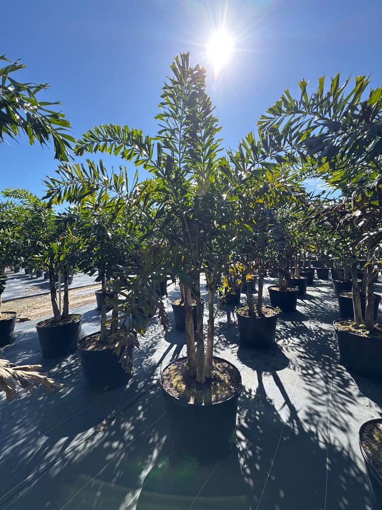 wodyetia-bifurcata-foxtail-palm