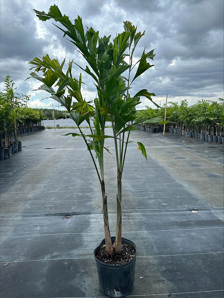 wodyetia-bifurcata-foxtail-palm