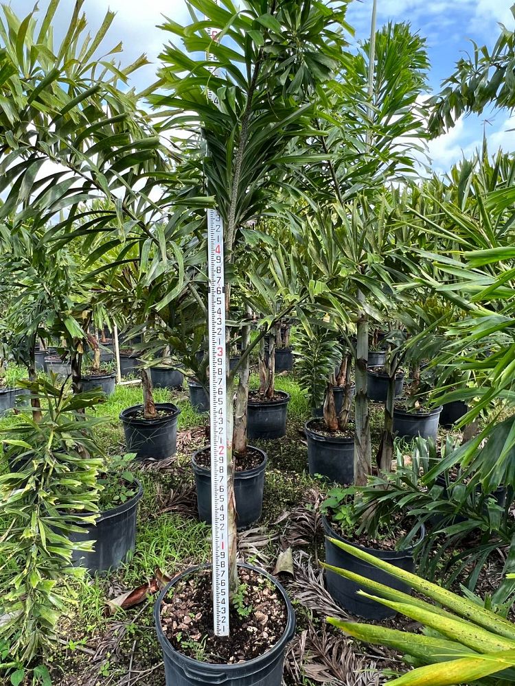 wodyetia-bifurcata-foxtail-palm