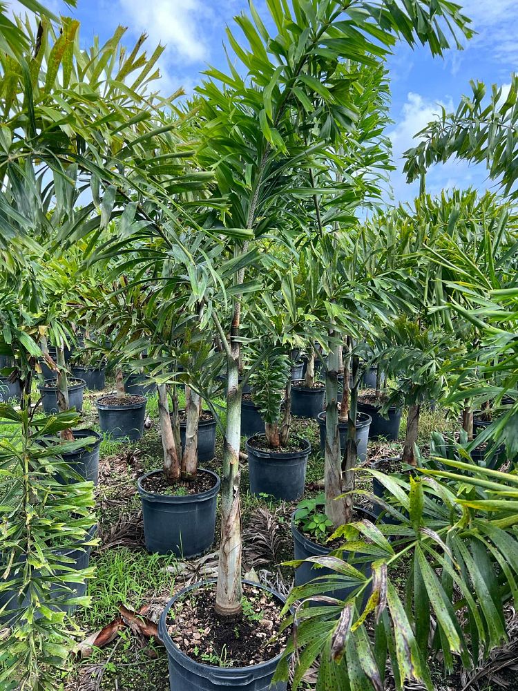 wodyetia-bifurcata-foxtail-palm