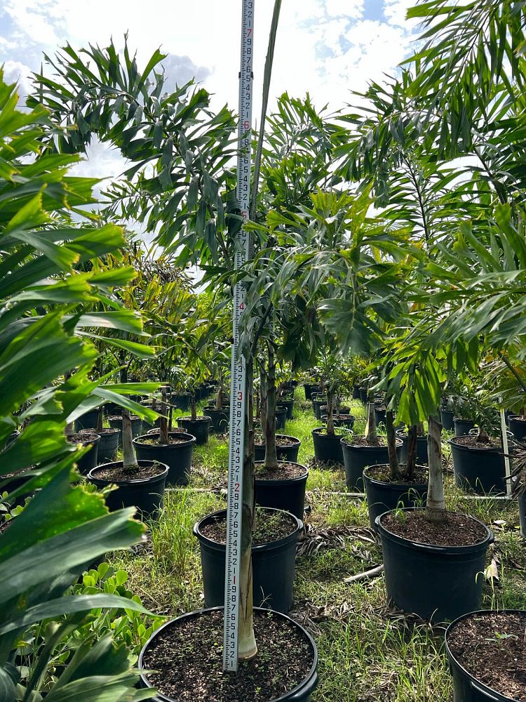 wodyetia-bifurcata-foxtail-palm