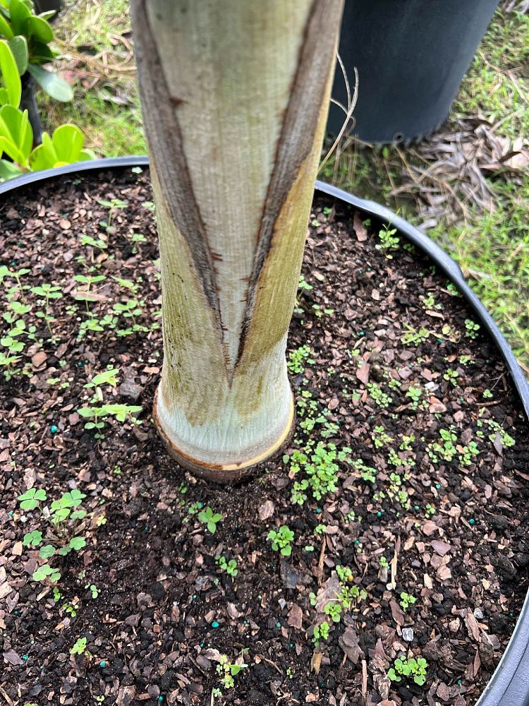 wodyetia-bifurcata-foxtail-palm