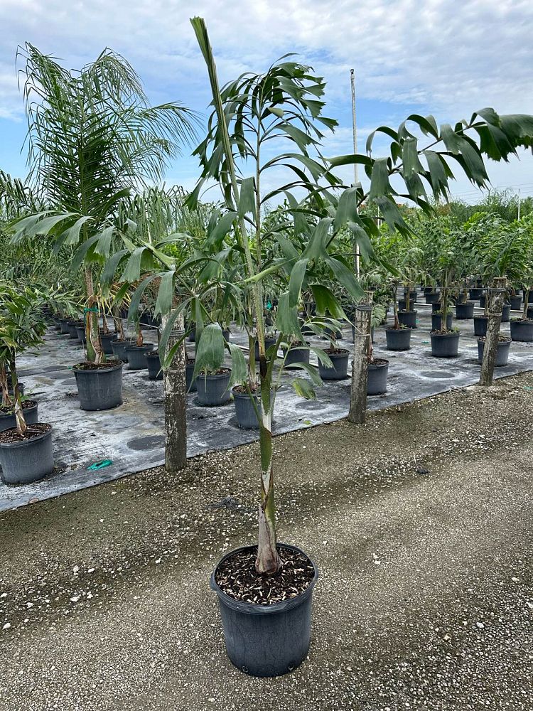 wodyetia-bifurcata-foxtail-palm