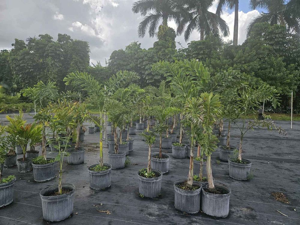 wodyetia-bifurcata-foxtail-palm
