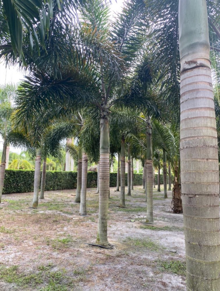 wodyetia-bifurcata-foxtail-palm