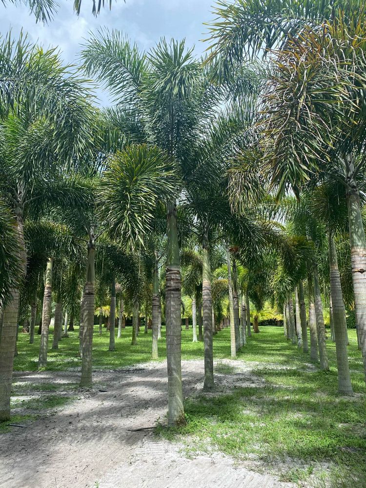 wodyetia-bifurcata-foxtail-palm