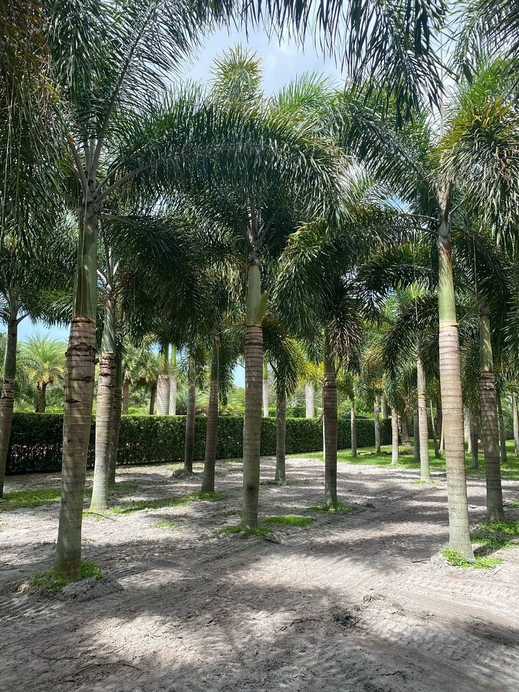 wodyetia-bifurcata-foxtail-palm