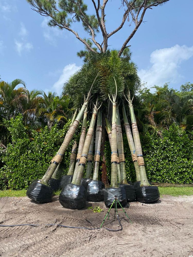wodyetia-bifurcata-foxtail-palm