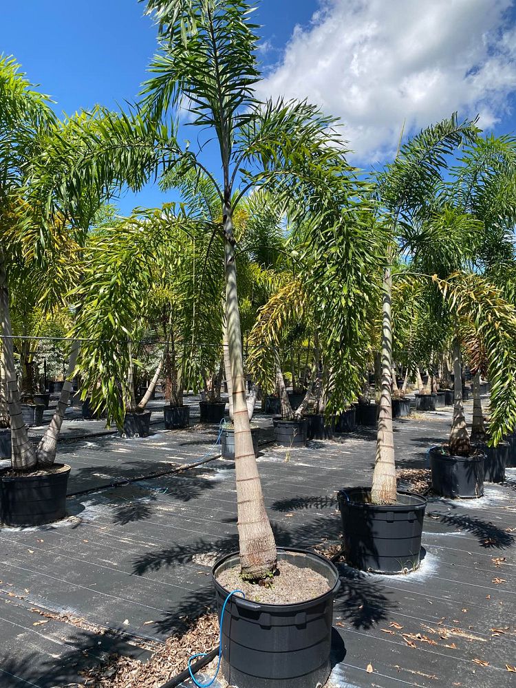 wodyetia-bifurcata-foxtail-palm