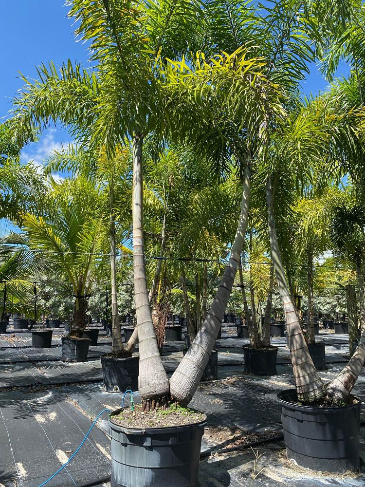 wodyetia-bifurcata-foxtail-palm