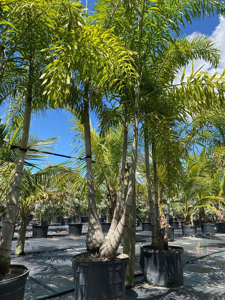 wodyetia-bifurcata-foxtail-palm