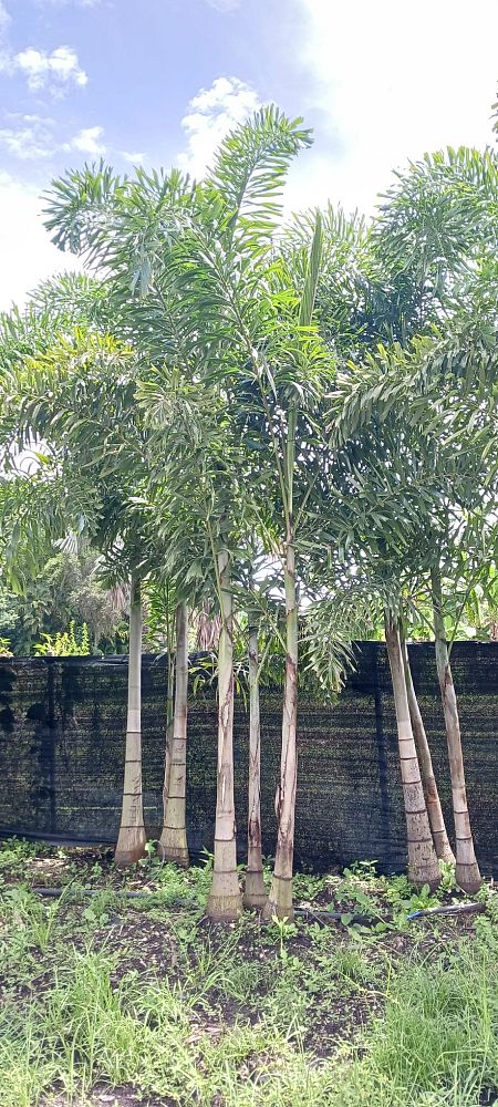 wodyetia-bifurcata-foxtail-palm