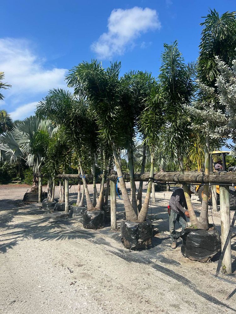 wodyetia-bifurcata-foxtail-palm