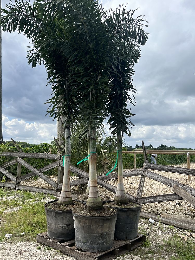 wodyetia-bifurcata-foxtail-palm