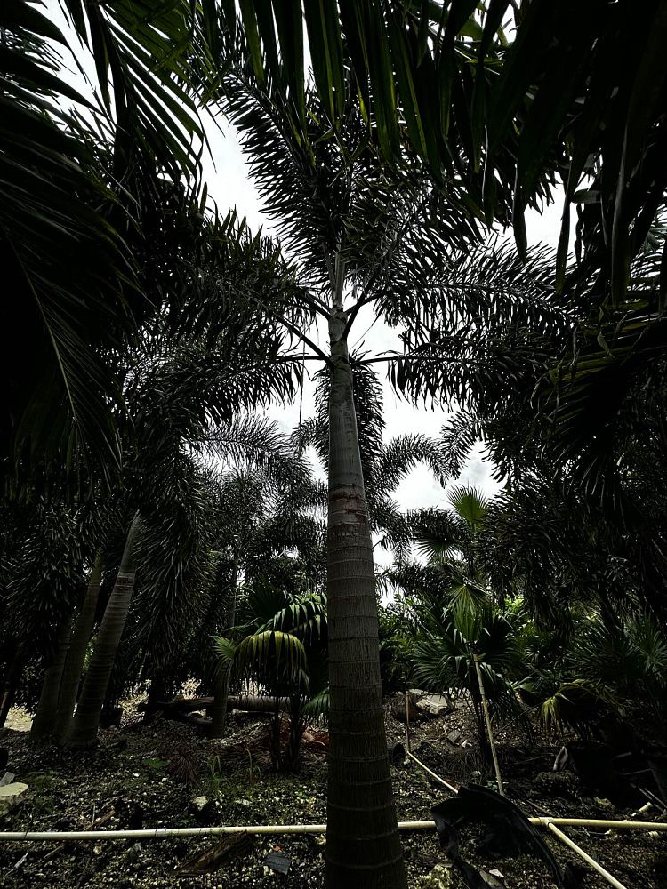 wodyetia-bifurcata-foxtail-palm