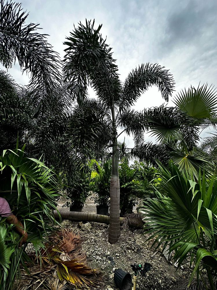 wodyetia-bifurcata-foxtail-palm