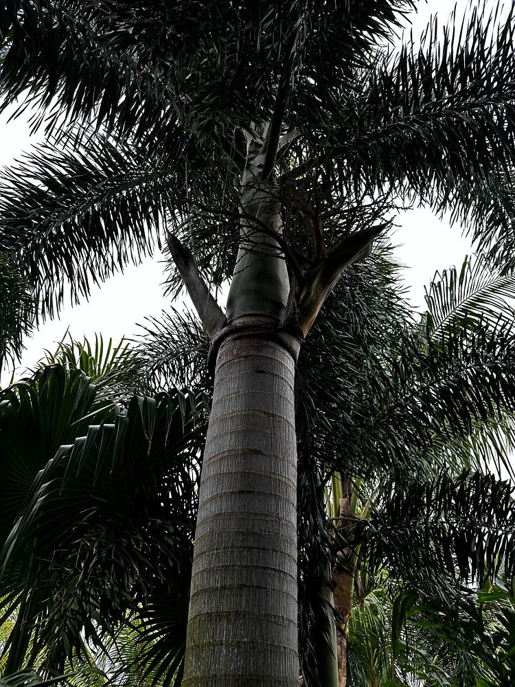 wodyetia-bifurcata-foxtail-palm