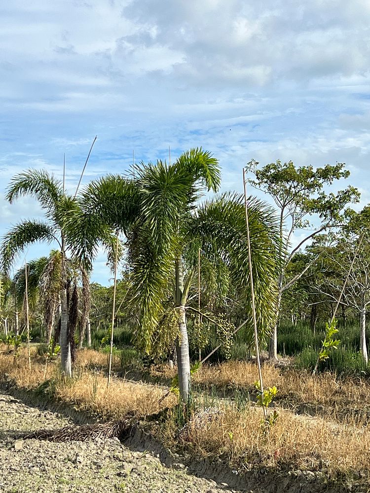 wodyetia-bifurcata-foxtail-palm