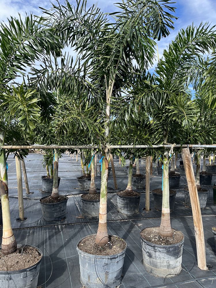 wodyetia-bifurcata-foxtail-palm