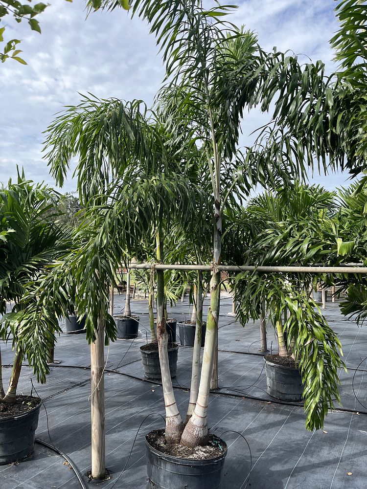 wodyetia-bifurcata-foxtail-palm
