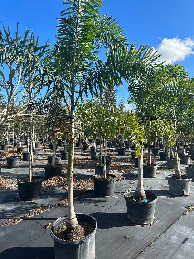 wodyetia-bifurcata-foxtail-palm