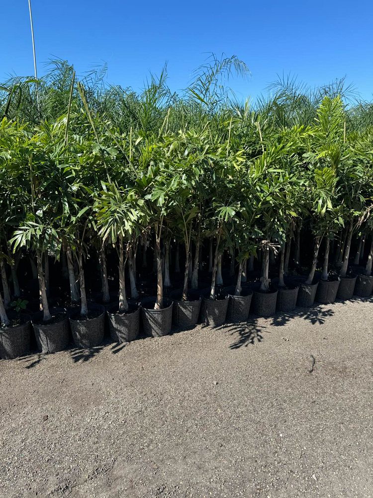 wodyetia-bifurcata-foxtail-palm