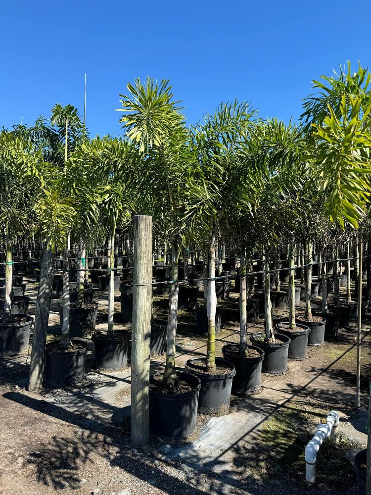 wodyetia-bifurcata-foxtail-palm