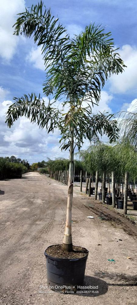 wodyetia-bifurcata-foxtail-palm