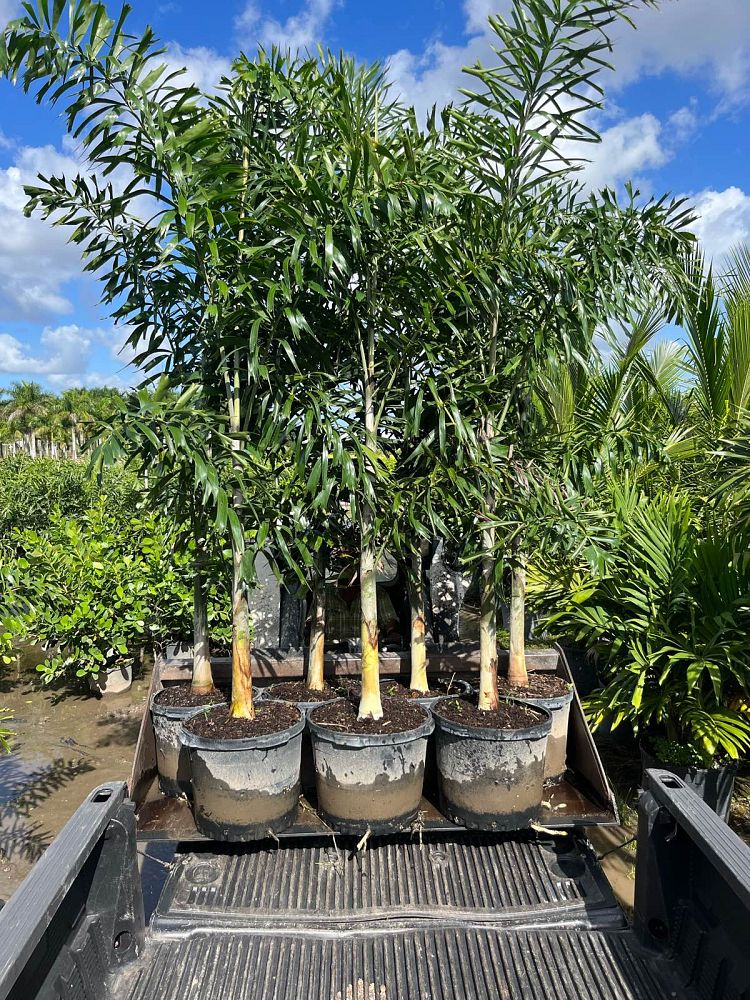 wodyetia-bifurcata-foxtail-palm