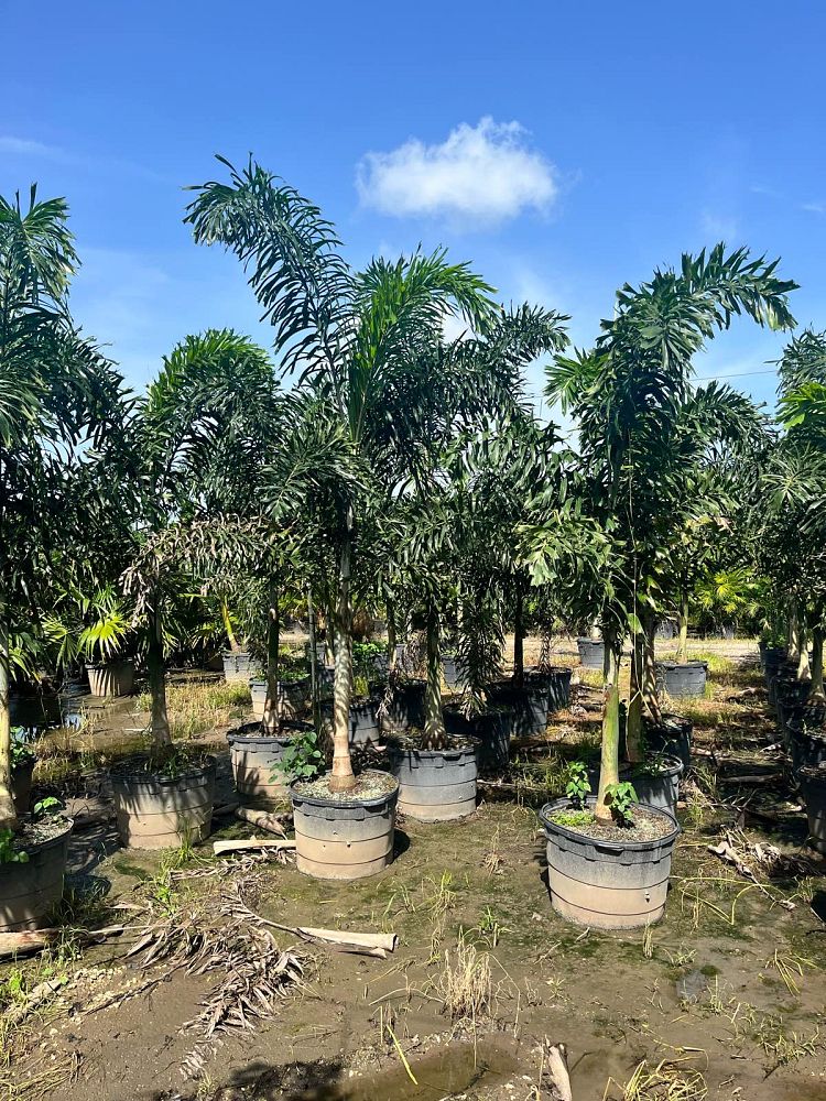 wodyetia-bifurcata-foxtail-palm