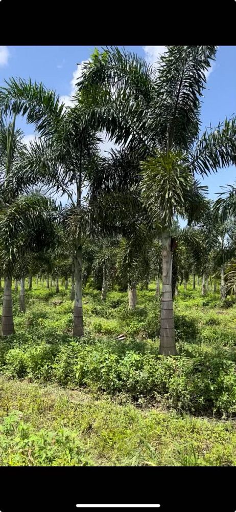 wodyetia-bifurcata-foxtail-palm
