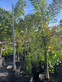 wodyetia-bifurcata-foxtail-palm