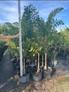 wodyetia-bifurcata-foxtail-palm