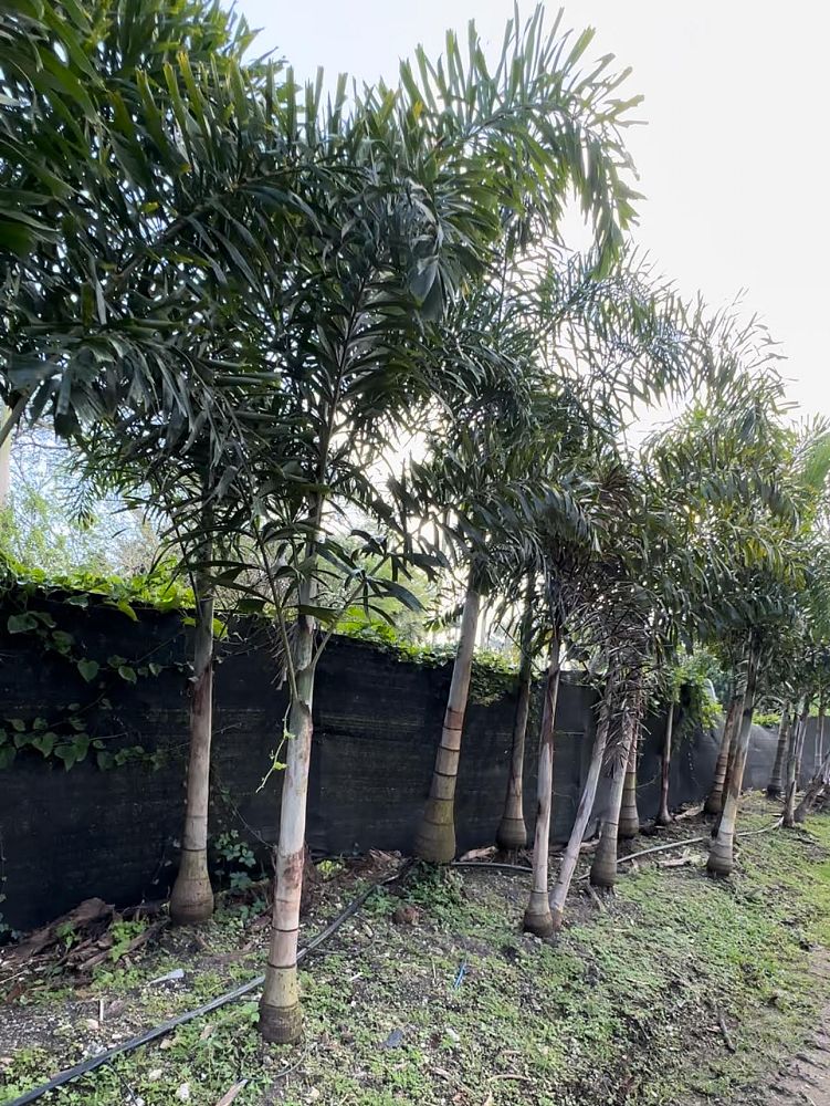 wodyetia-bifurcata-foxtail-palm