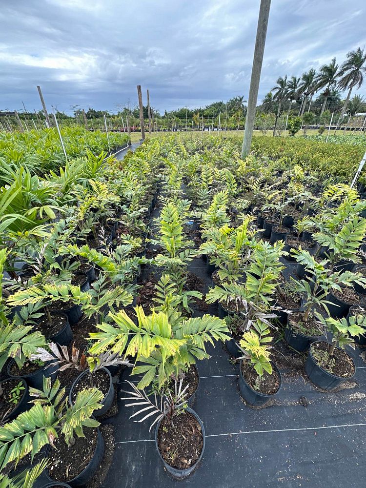 wodyetia-bifurcata-foxtail-palm