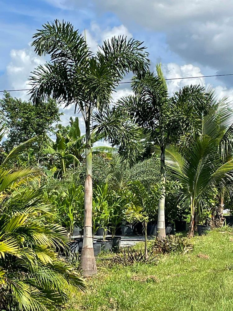 wodyetia-bifurcata-foxtail-palm