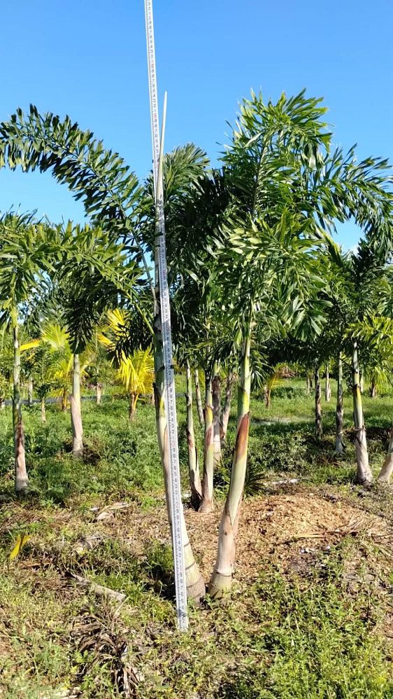 wodyetia-bifurcata-foxtail-palm
