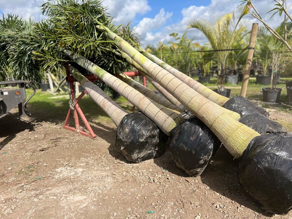 wodyetia-bifurcata-foxtail-palm