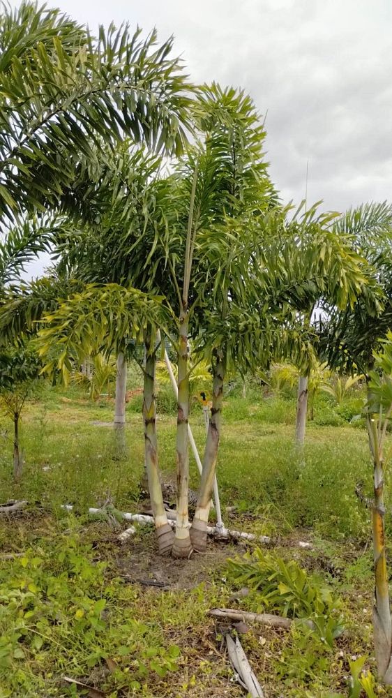 wodyetia-bifurcata-foxtail-palm