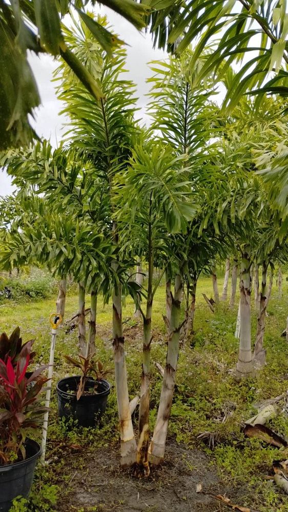 wodyetia-bifurcata-foxtail-palm