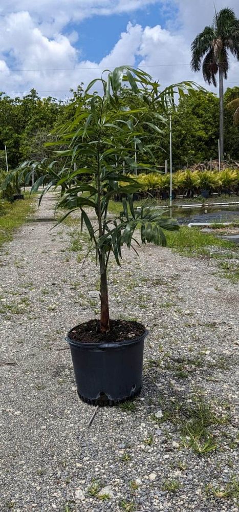 wodyetia-bifurcata-foxtail-palm